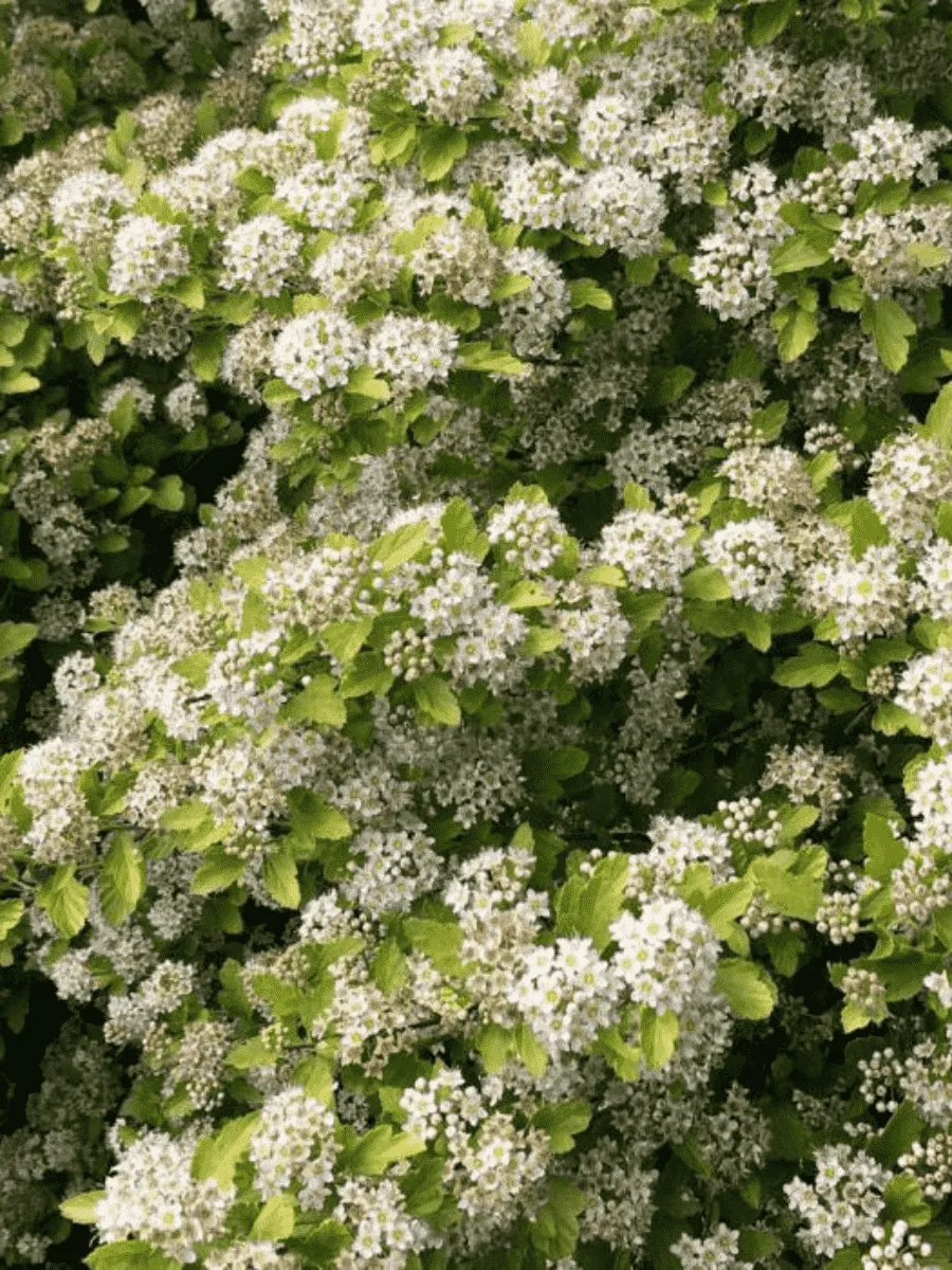 Пузыреплодник калинолистный  Raspberry Lemonade