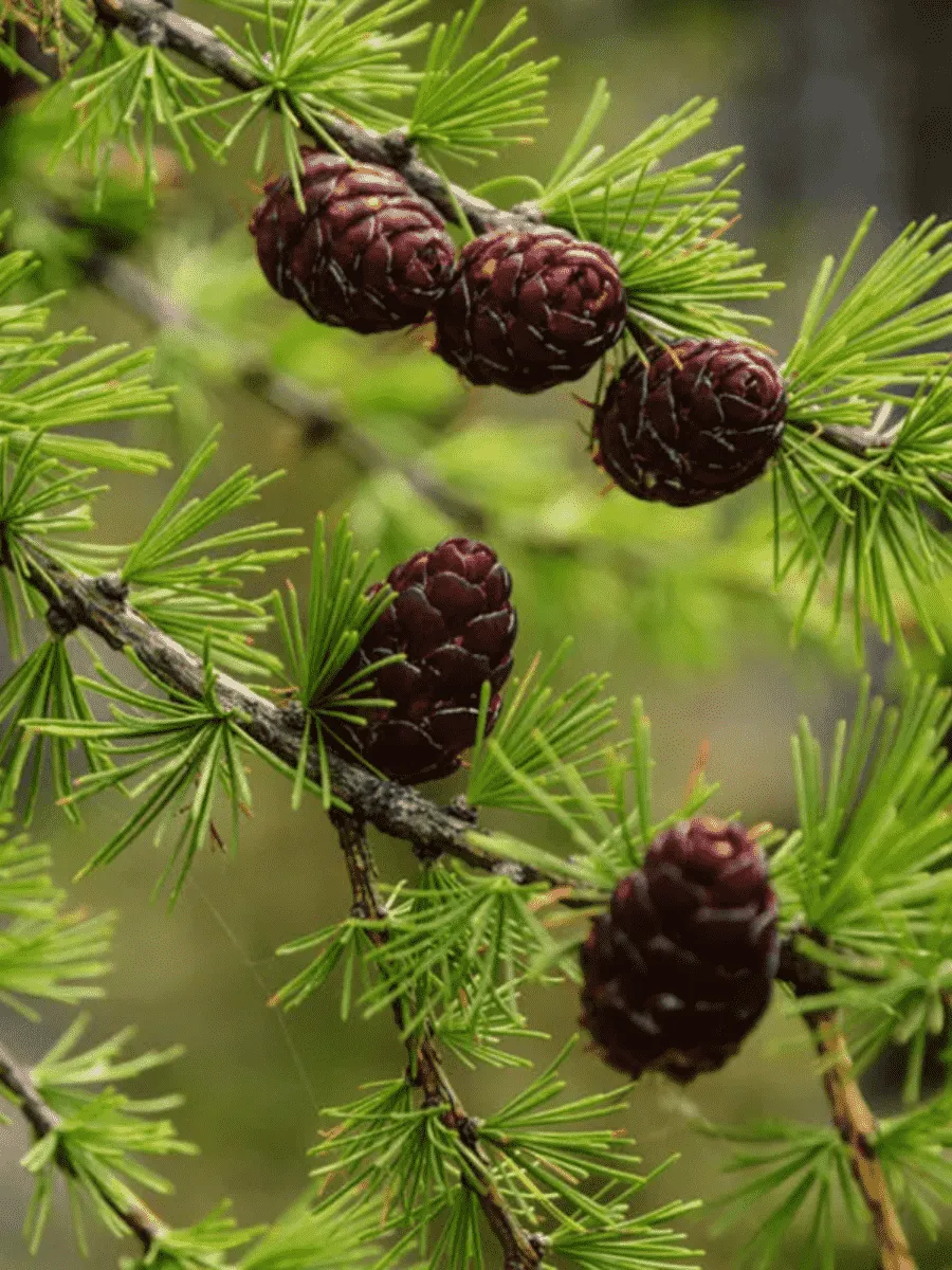 Лиственница