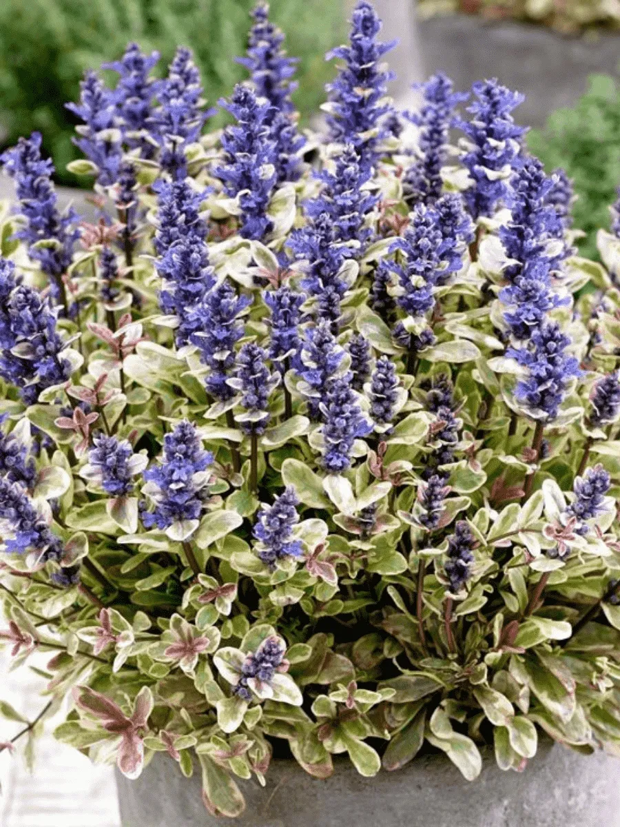 Живучка тенора Princess Nadia