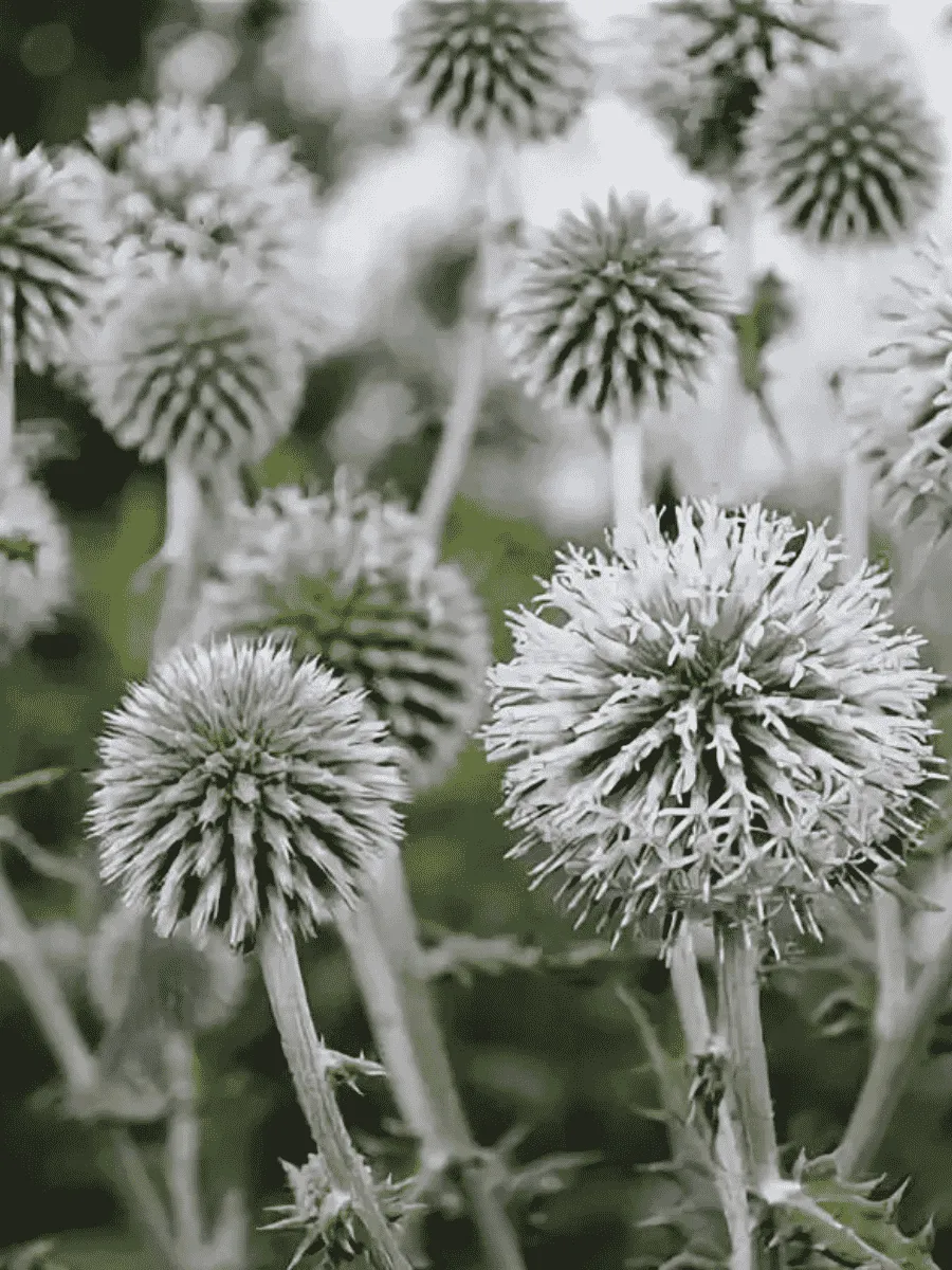 Мордовник обыкновенный Arctic Glow