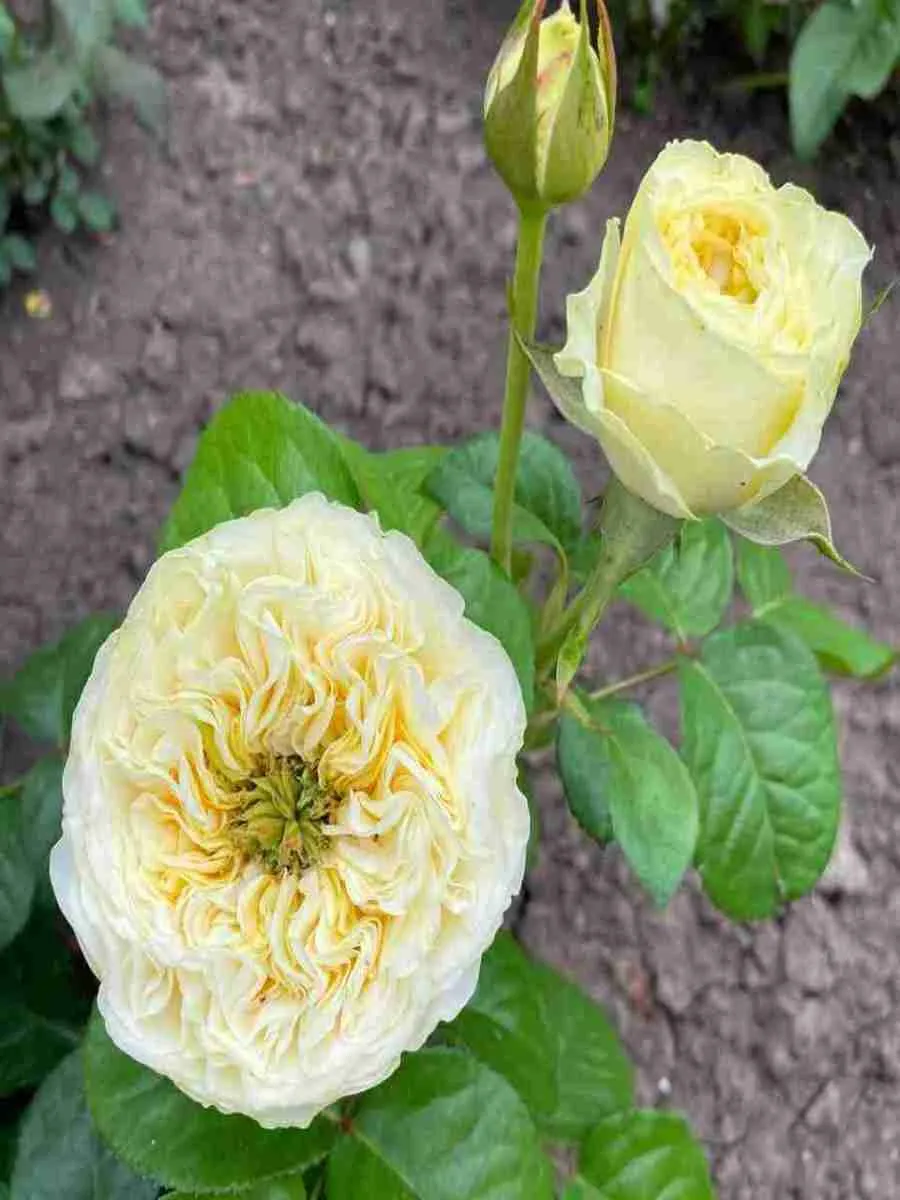 Роза чайно-гибридная Гайд Парк