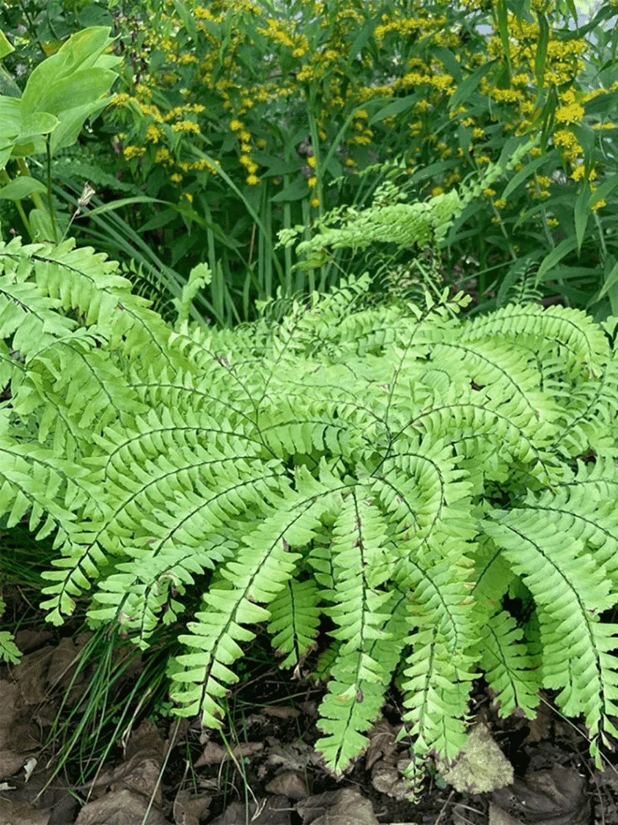 Адиантум стоповидный Imbricatum