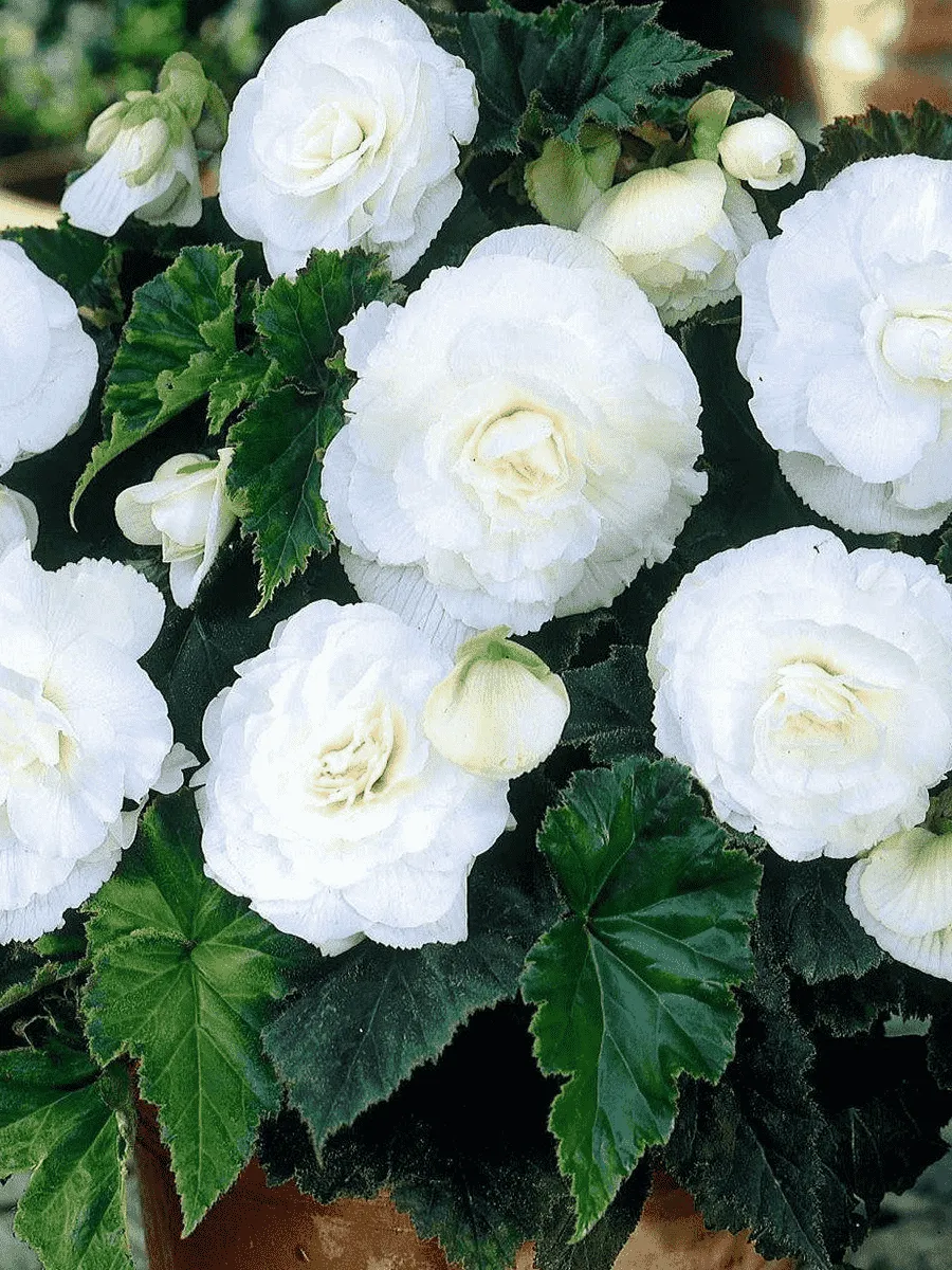 Бегония Double White