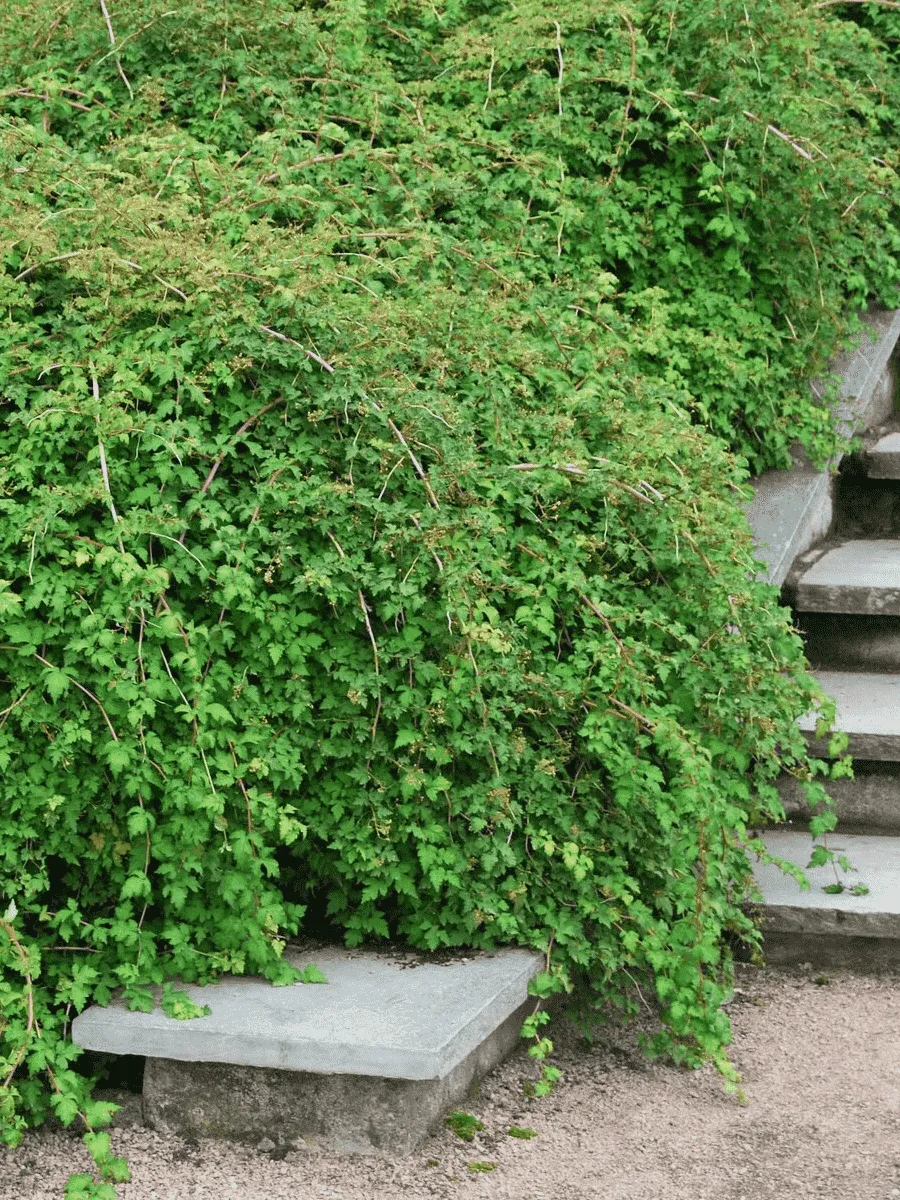 Стефанандра надрезаннолистная Crispa