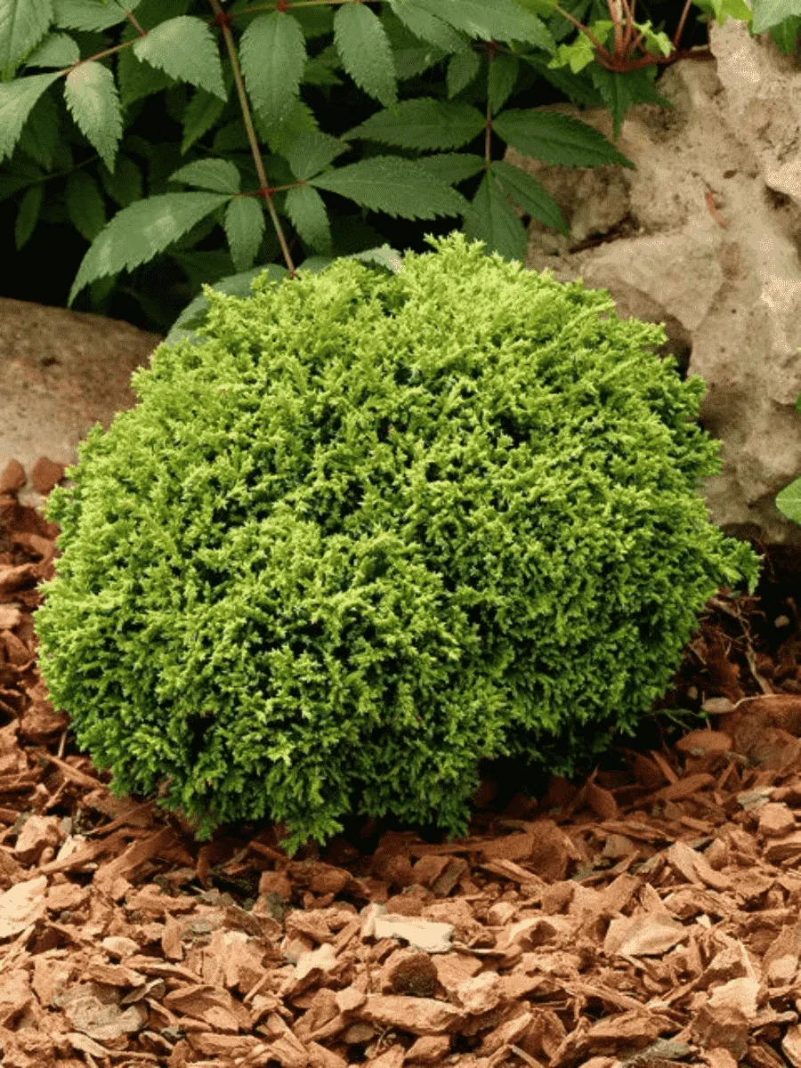 Кипарисовик горохоплодный Hime Sawara