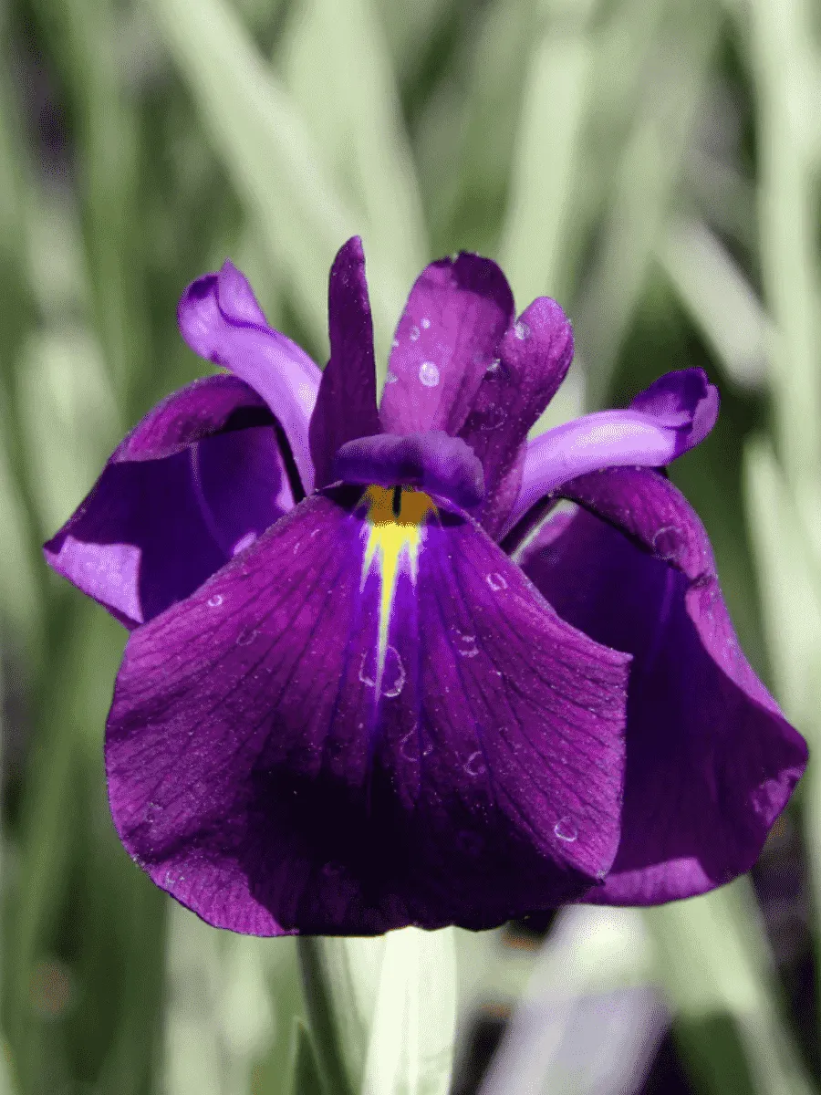 Ирис мечевидный Silver Band