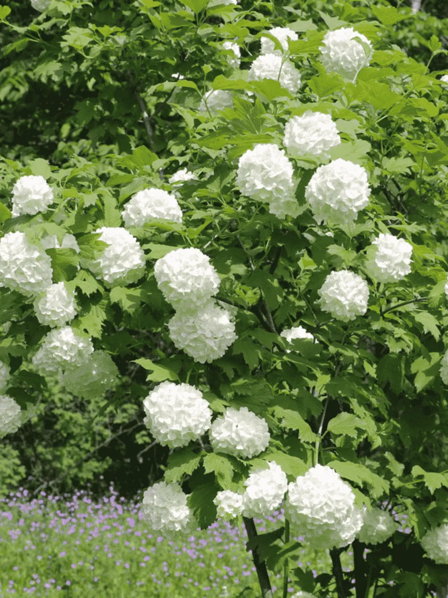 Калина обыкновенная Roseum