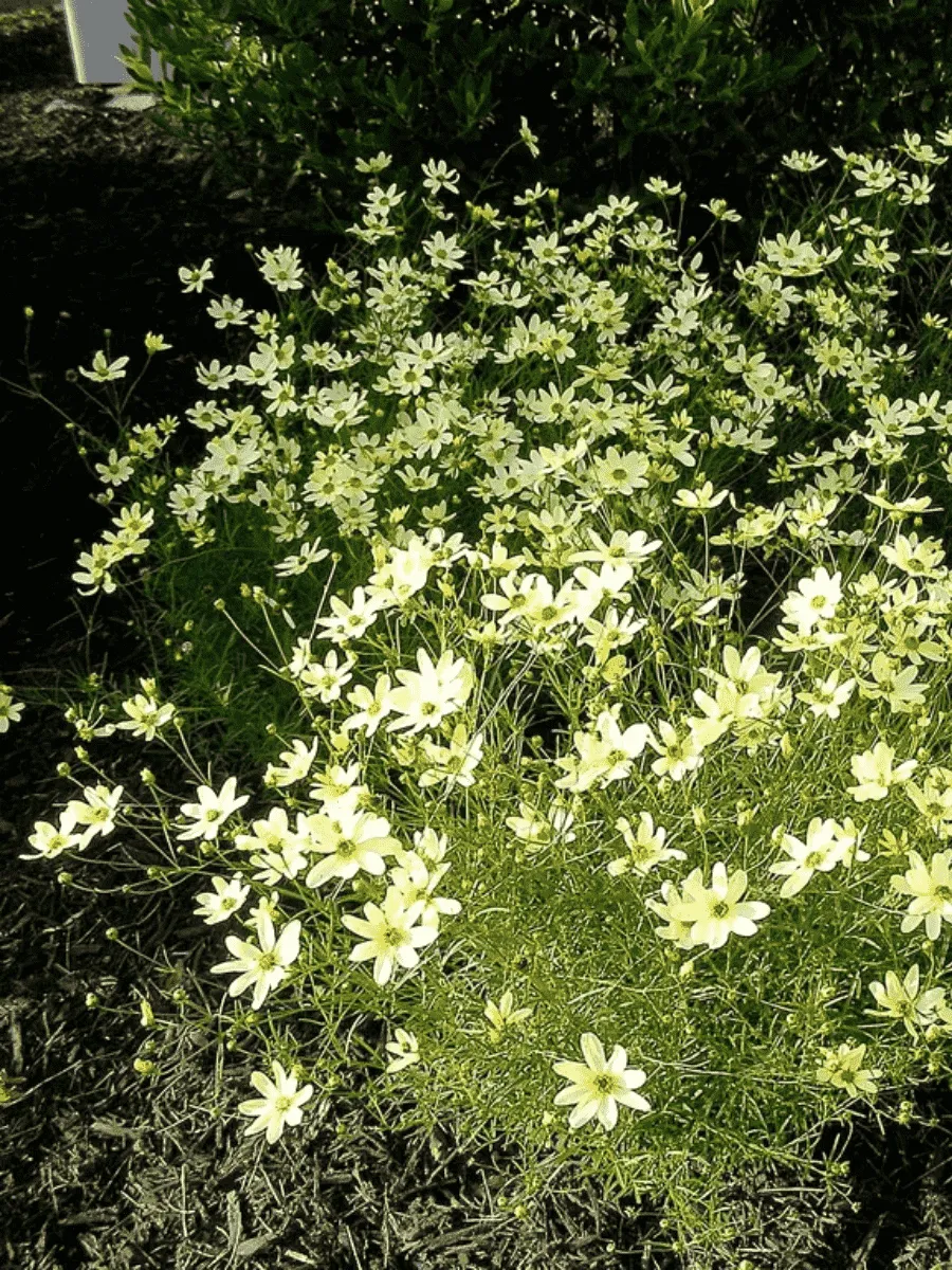 Кореопсис мутовчатый Moonbeam