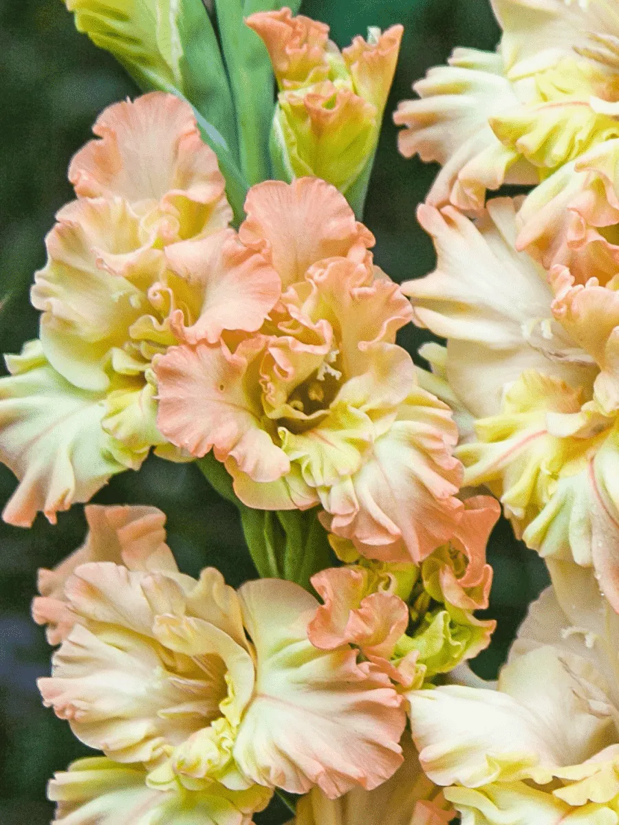 Гладиолус Rumba Frizzle