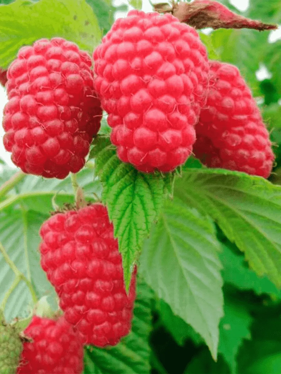 Малина обыкновенная Гусарская доблесть