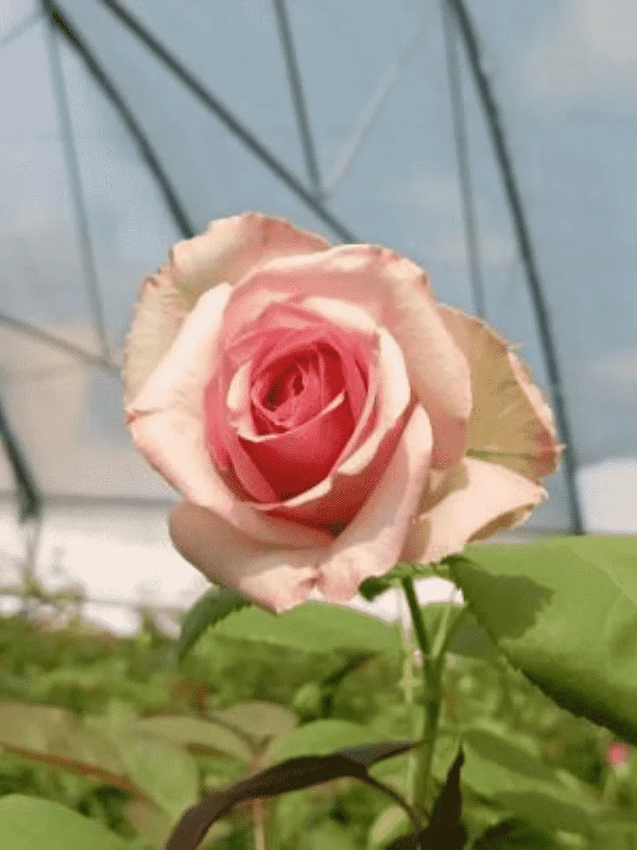 Роза кустовая Джимми