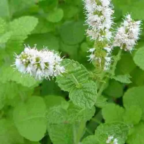 Мята колосистая Испанская