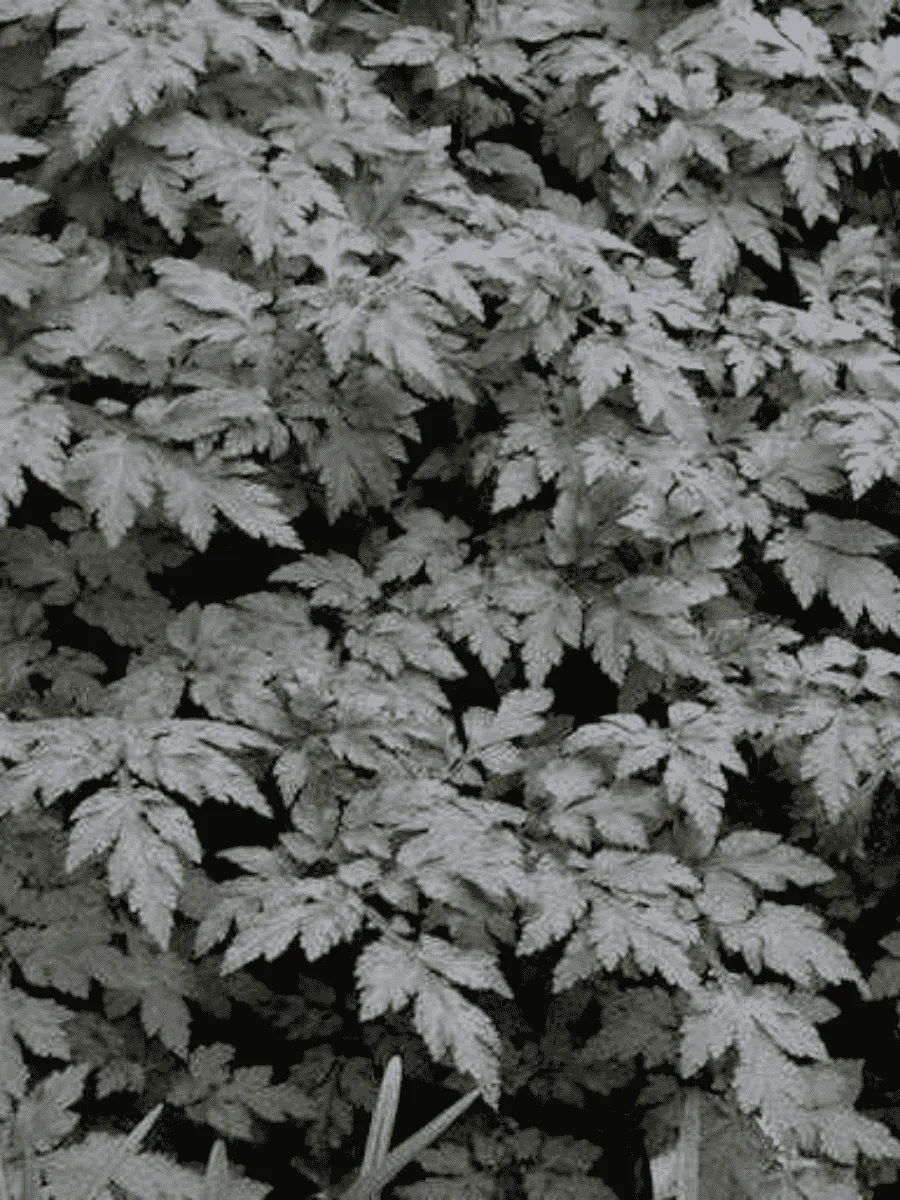 Полынь молочноцветковая Guizhou