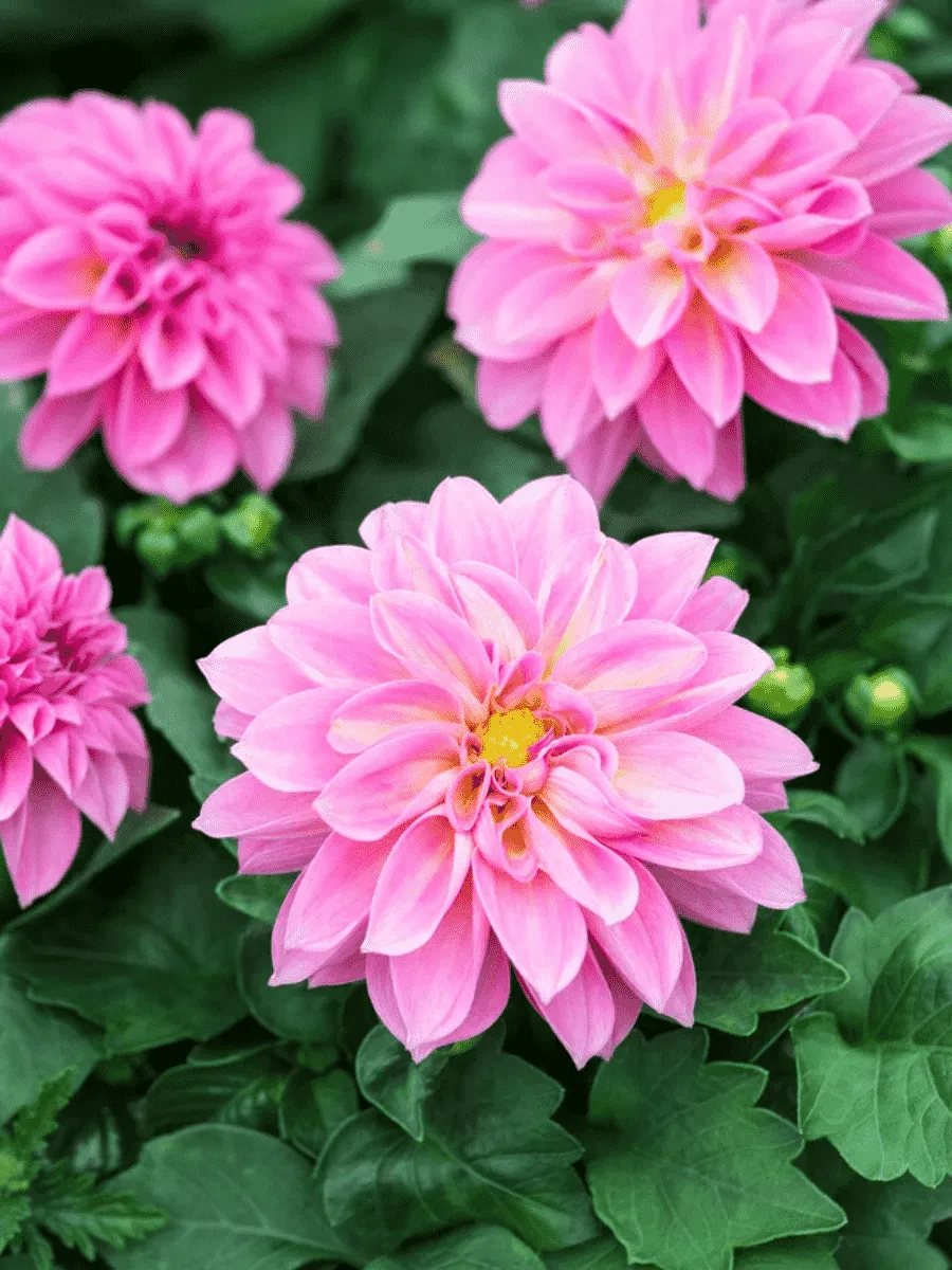 Георгин Dahlietta Select Emily