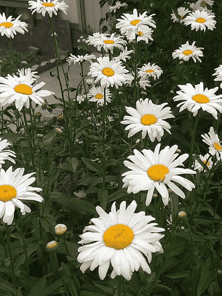 Нивяник наибольший Lagrande