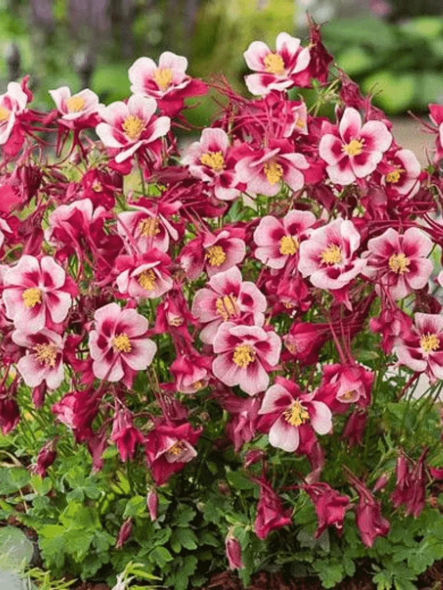 Аквилегия обыкновенная Early Bird Red White