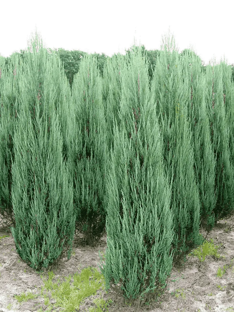 Можжевельник скальный Blue Arrow