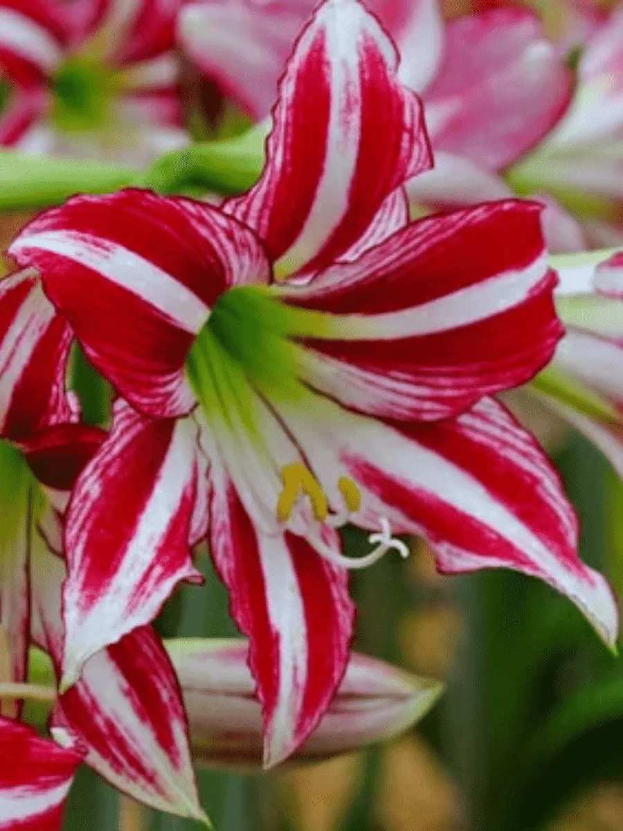 Амариллис Park Striped