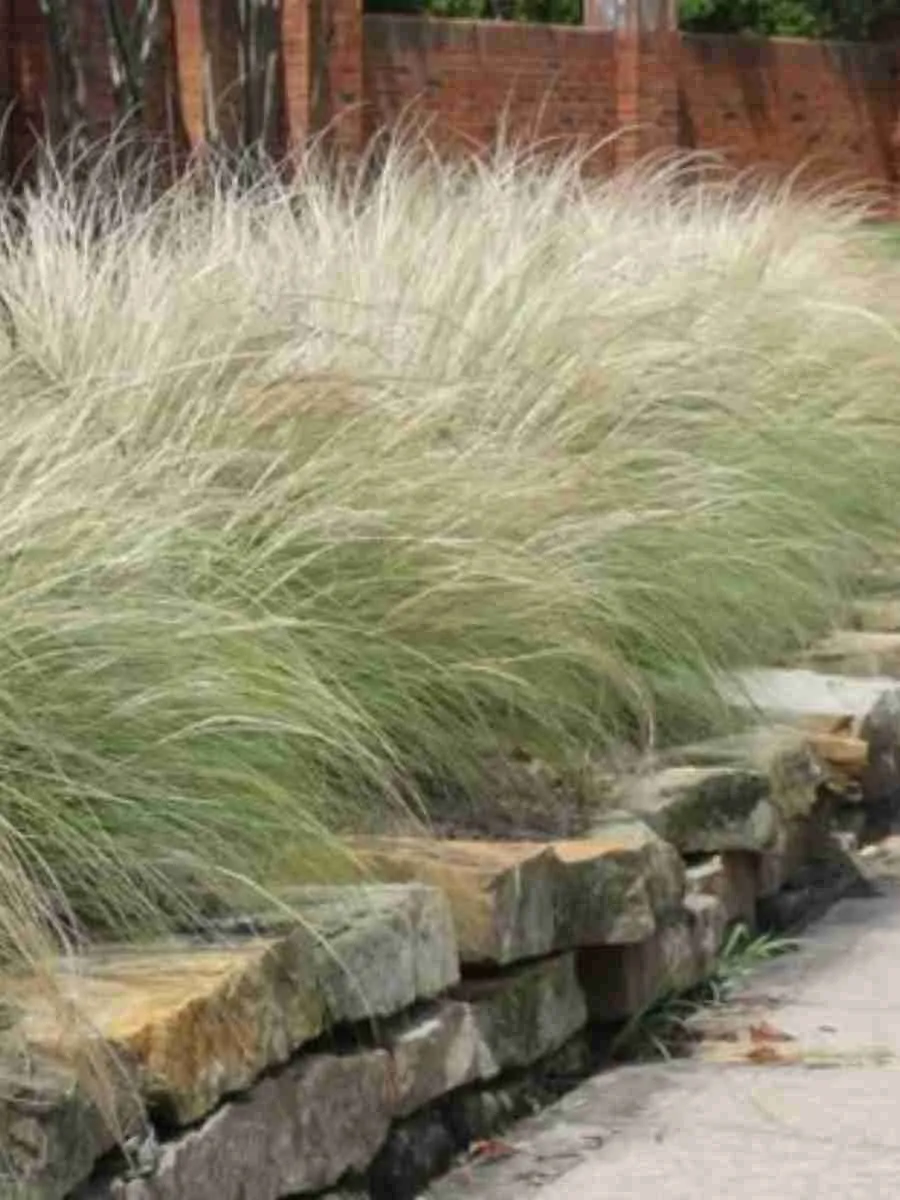 Ковыль тончайший Пушистое Облако