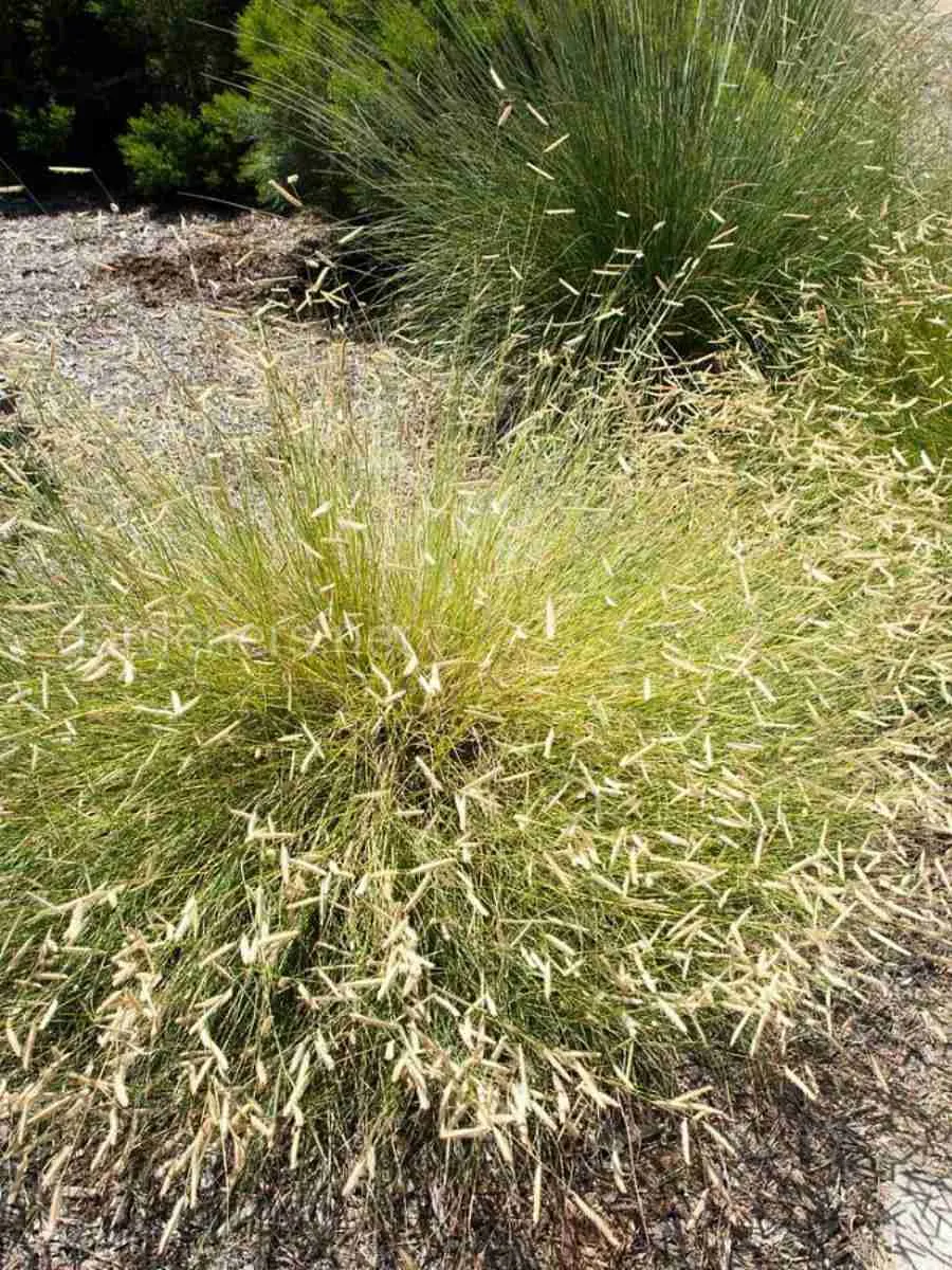 Бутелуа изящная