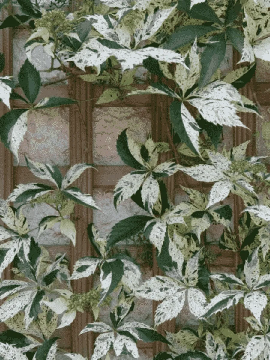 Виноград девичий Star Showers