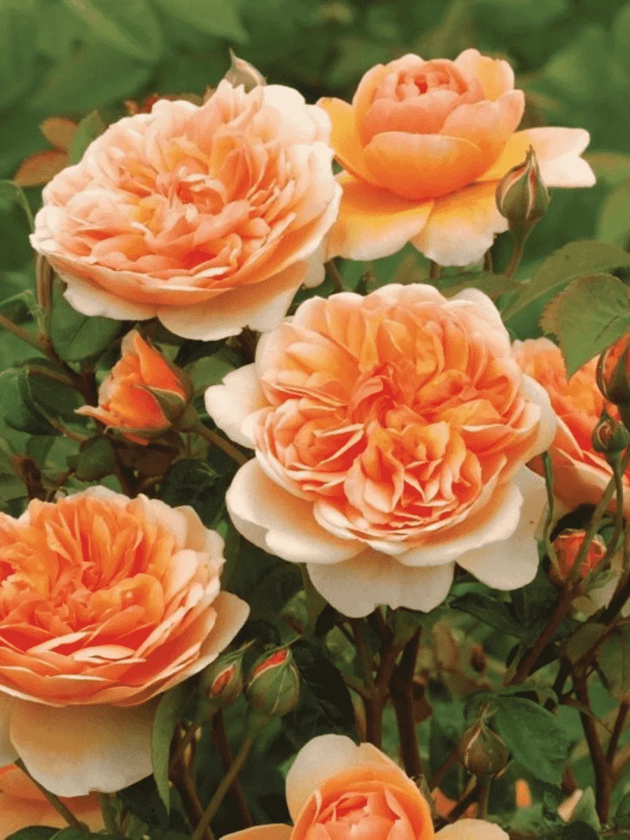 Роза Английская кустовая Port Sunlight