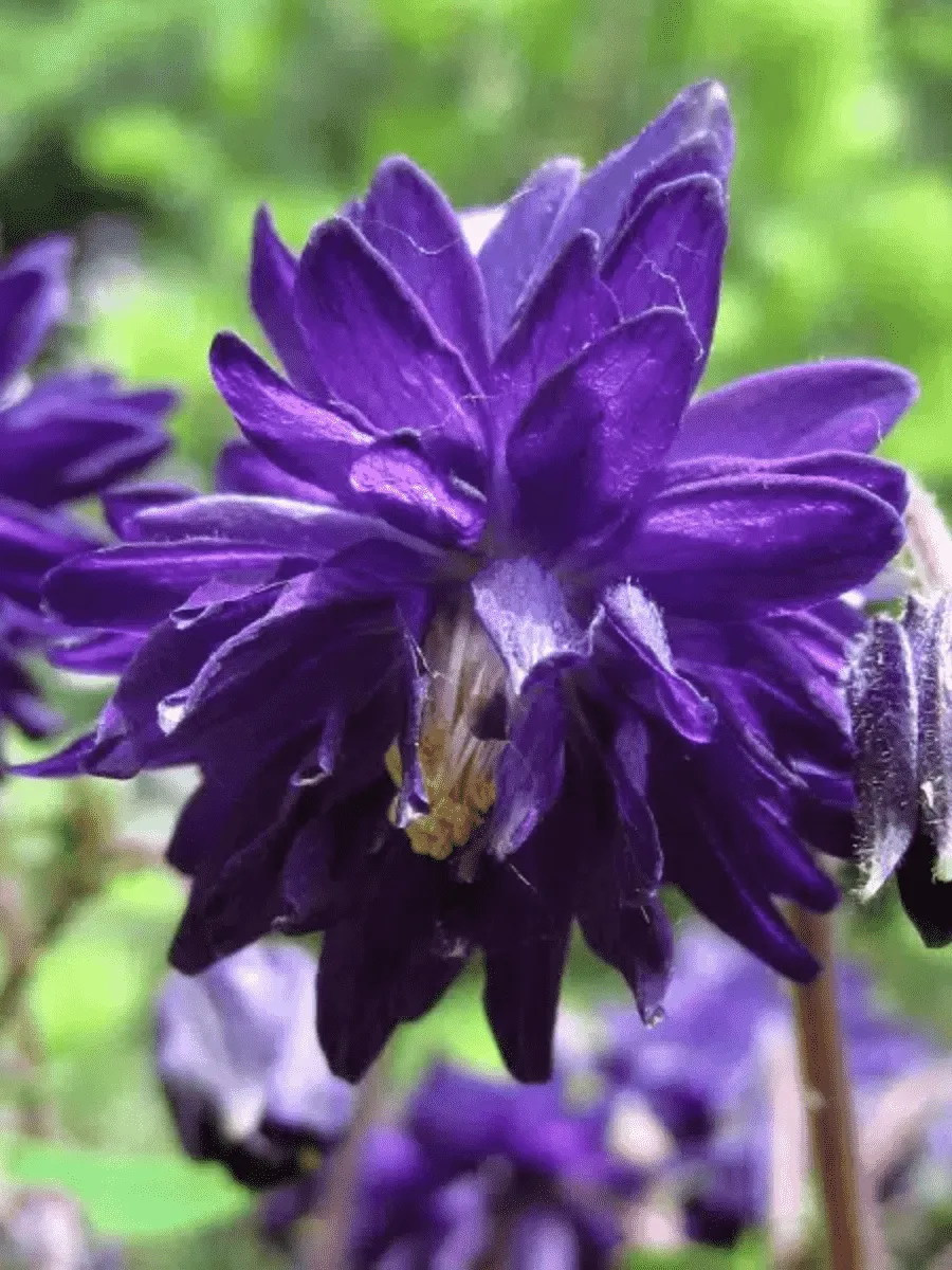 Аквилегия обыкновенная Barlow Blue