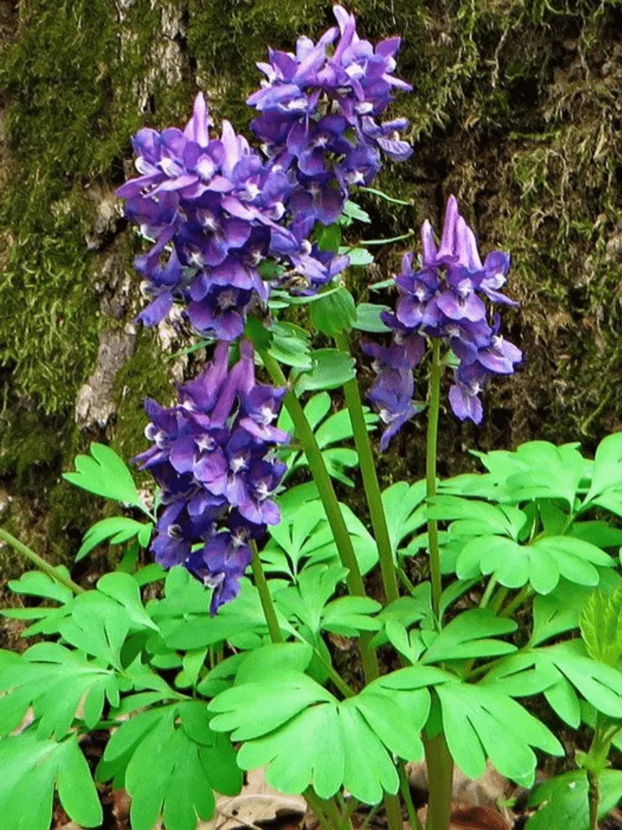 Хохлатка рассеченнолистная Pinuin