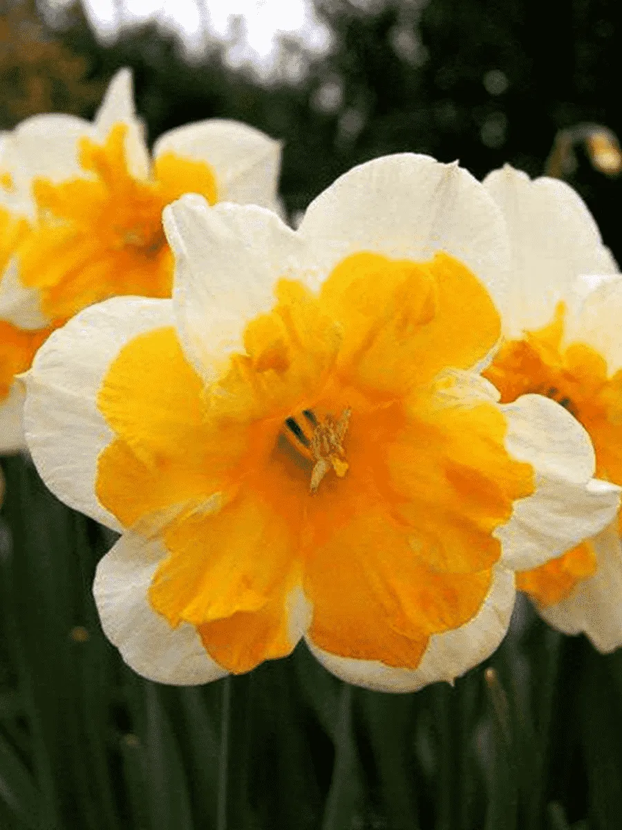 Нарцисс Orangery