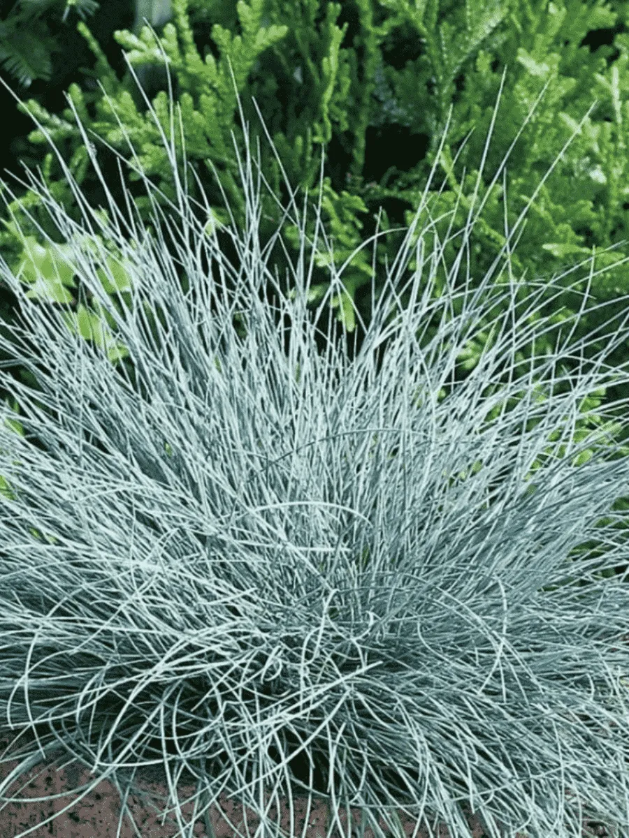 Овсяница валийская Buddy Blue