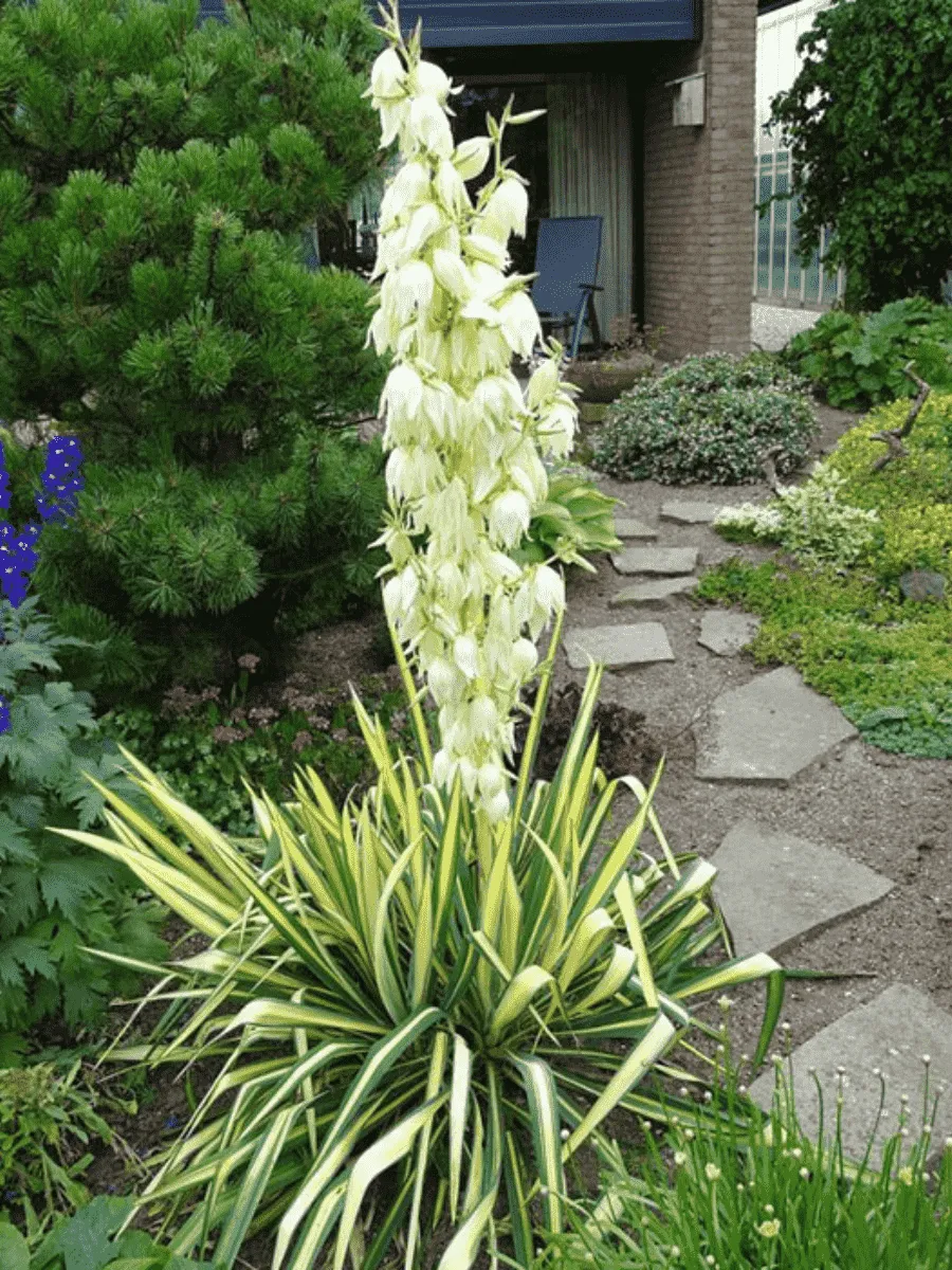 Юкка сизая Color Guard