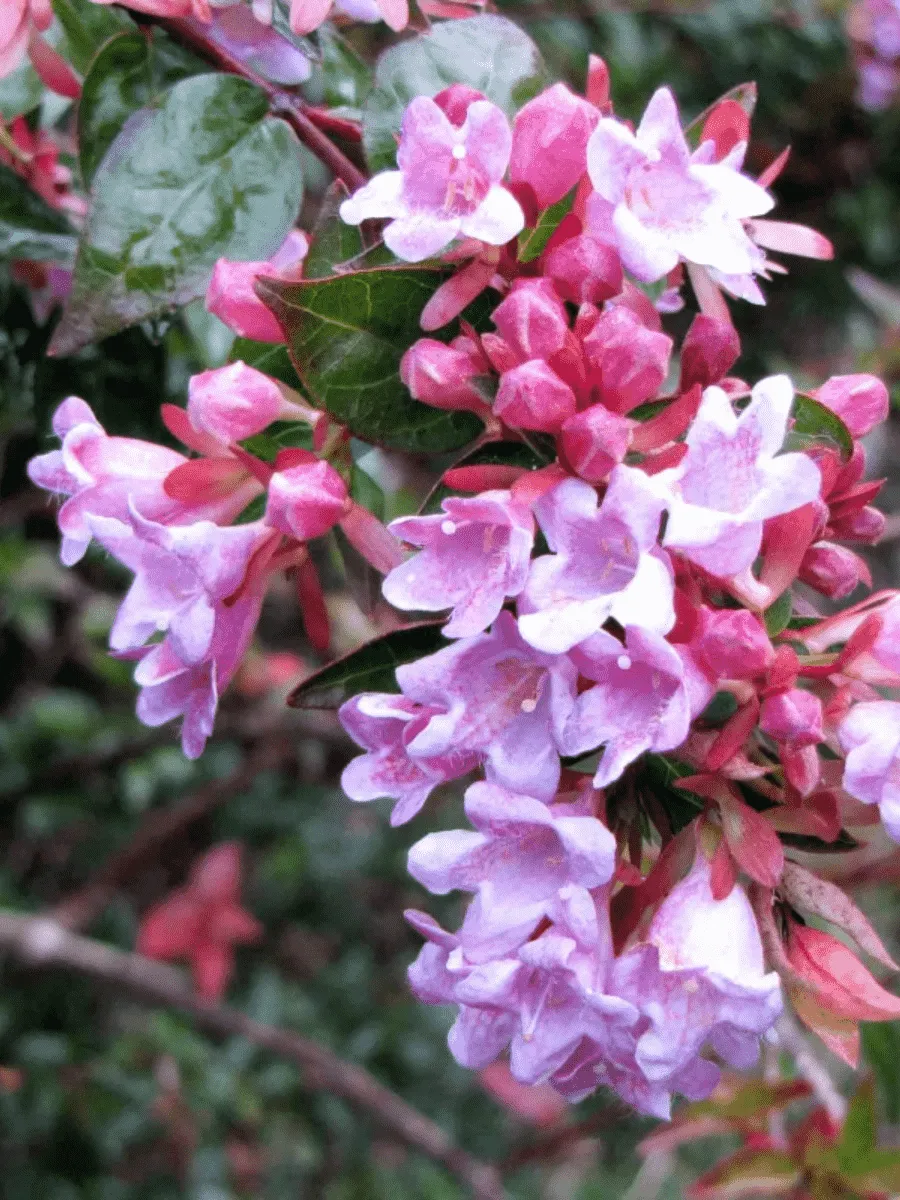 Абелия Edward goucher