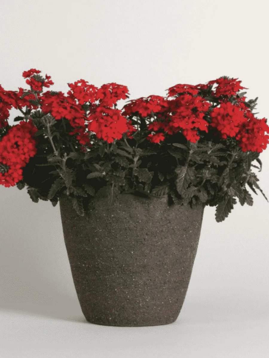 Вербена гибридная Compact Lava Red