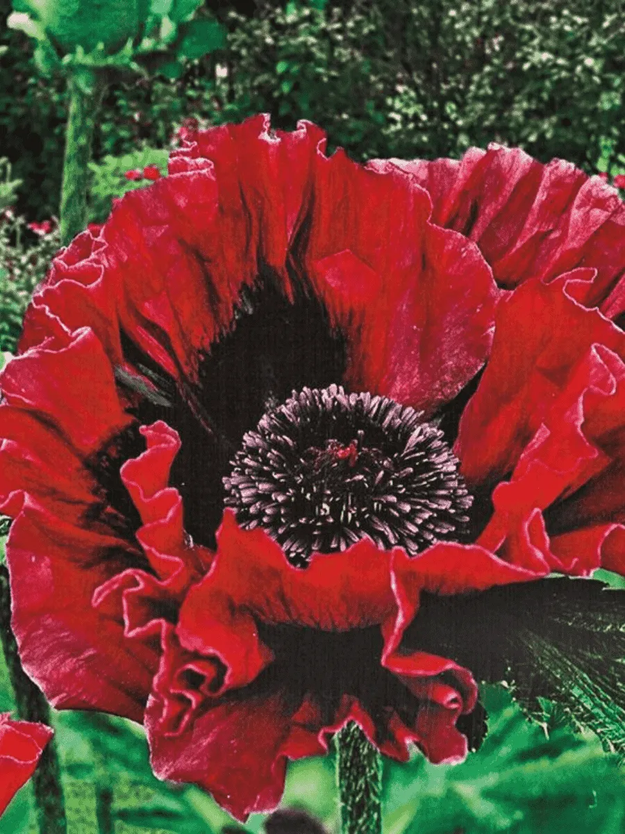 Мак восточный Harlem