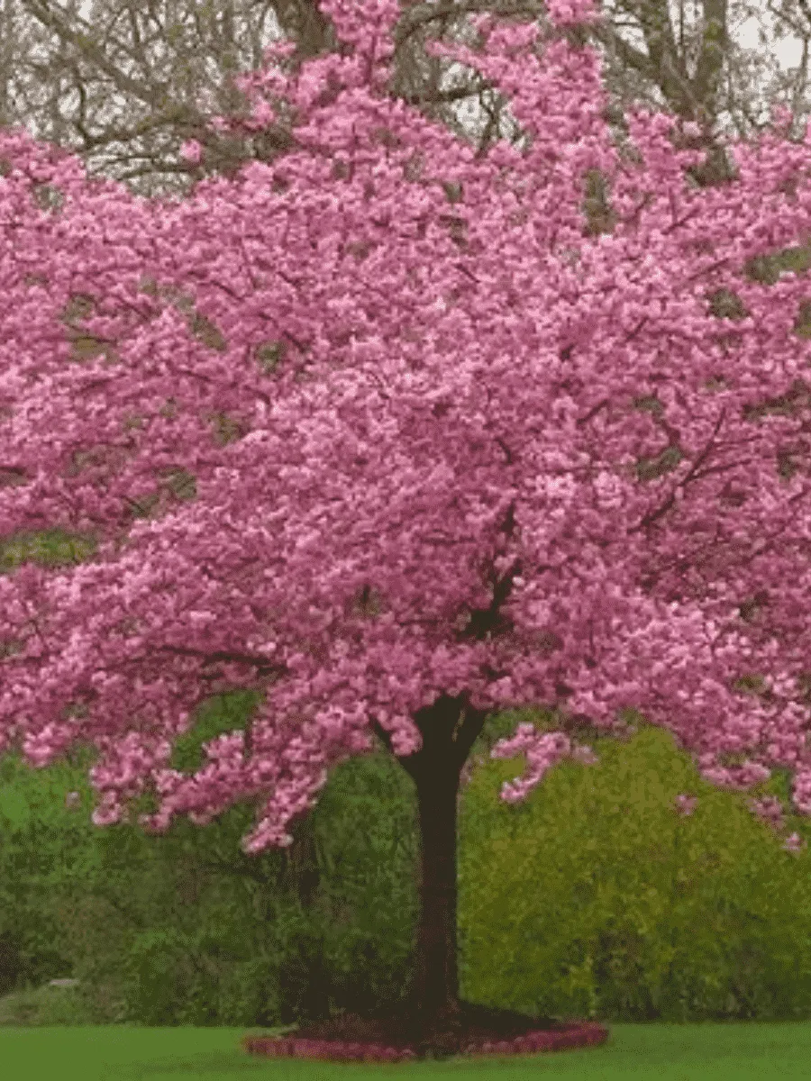 Вишня мелкопильчатая Pink Perfection