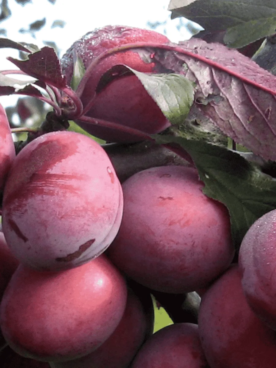 Алыча гибридная Лама