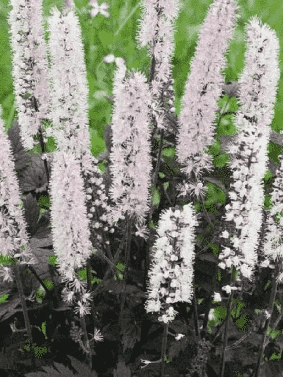 Клопогон ветвистый Chocoholic