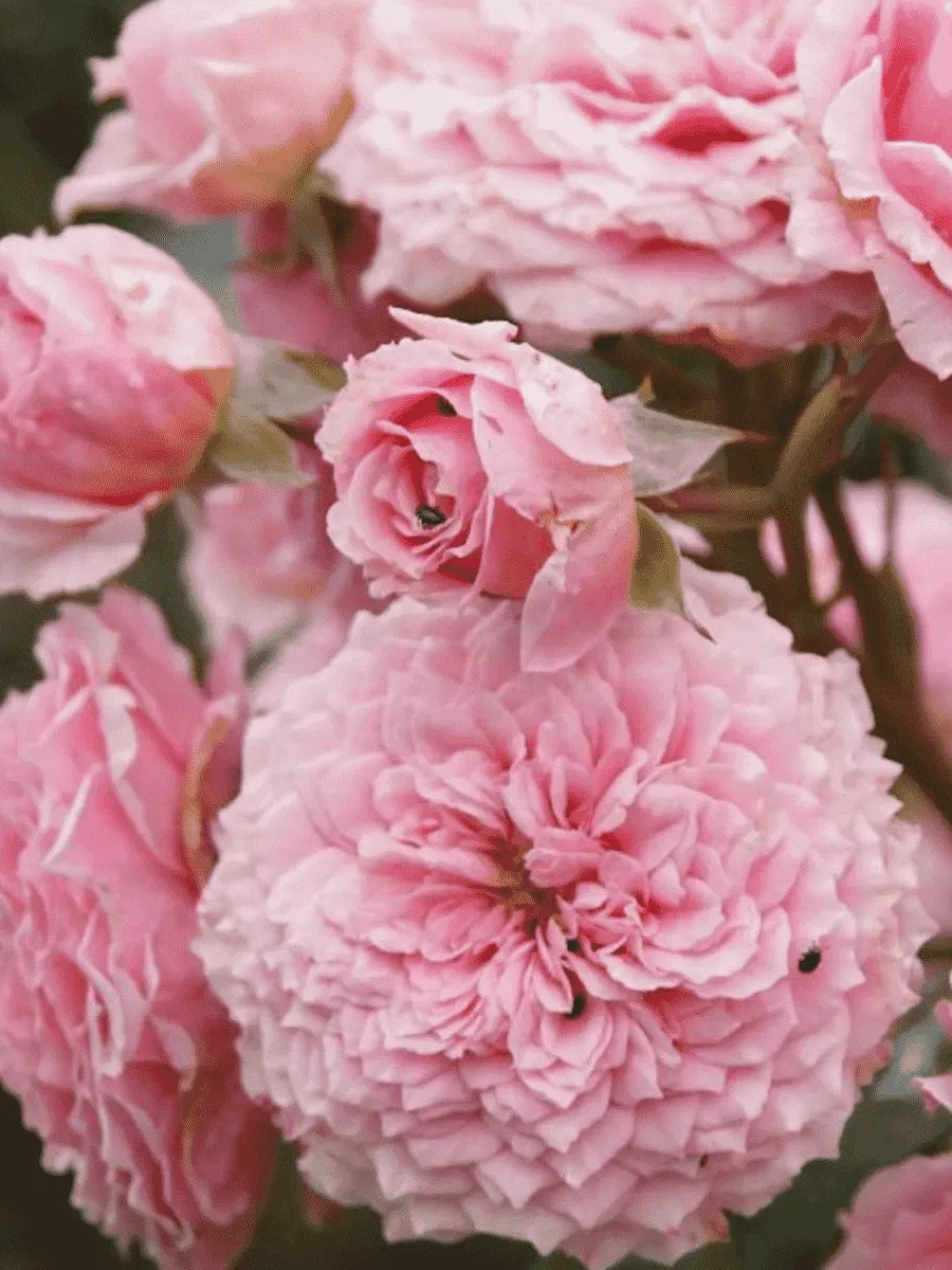 Роза кустовая William Christie 