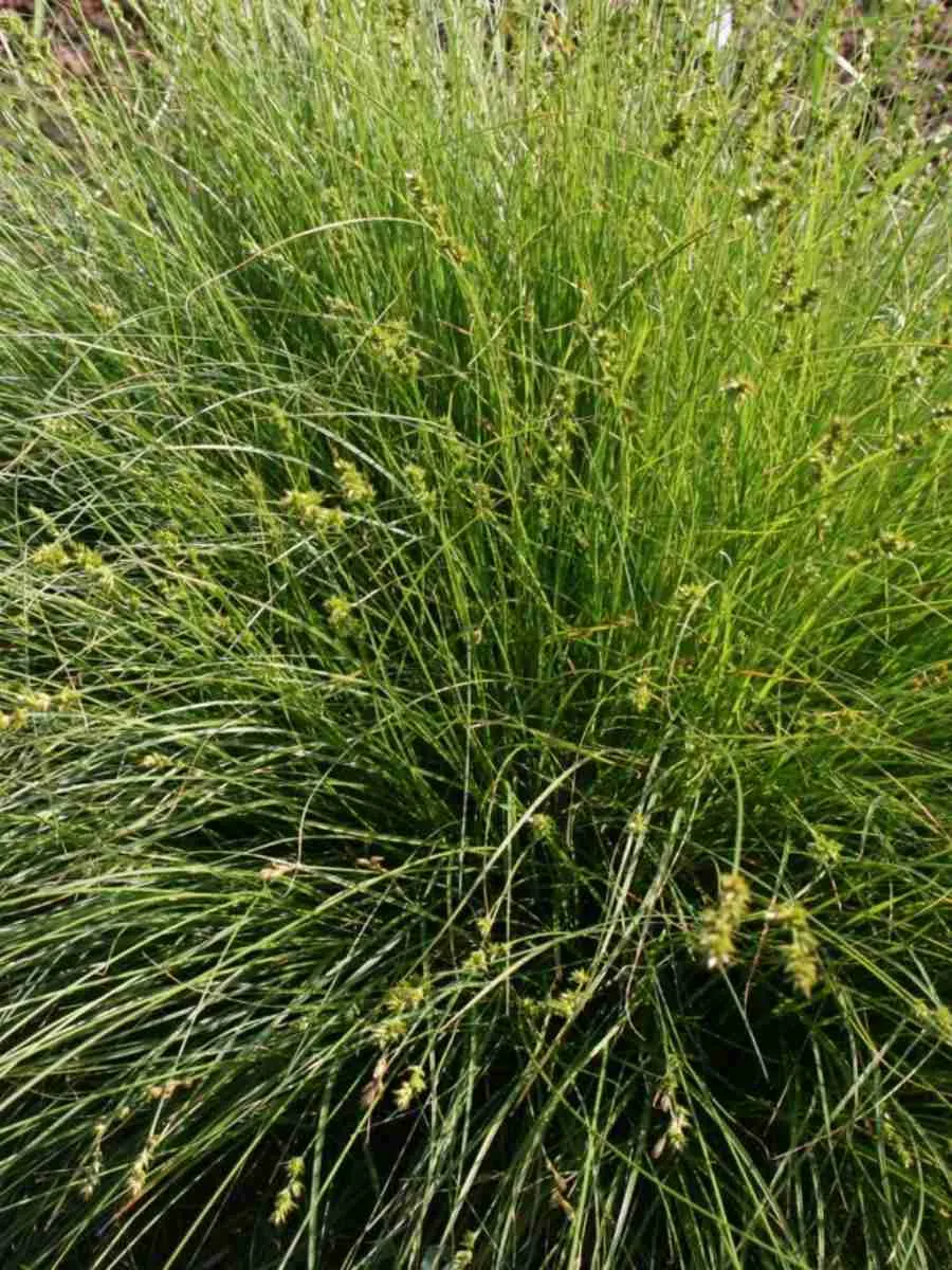 Осока гладконосая