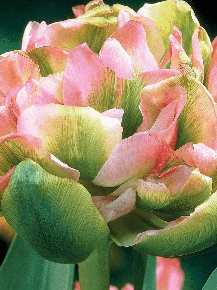 Тюльпан Махровый Double Viri