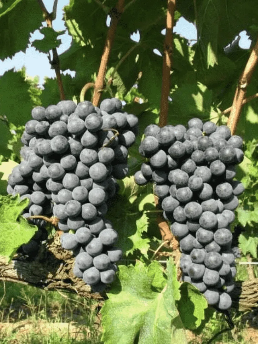 Виноград культурный Рондо