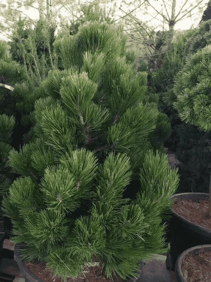 Сосна Гельдрейха Malinki