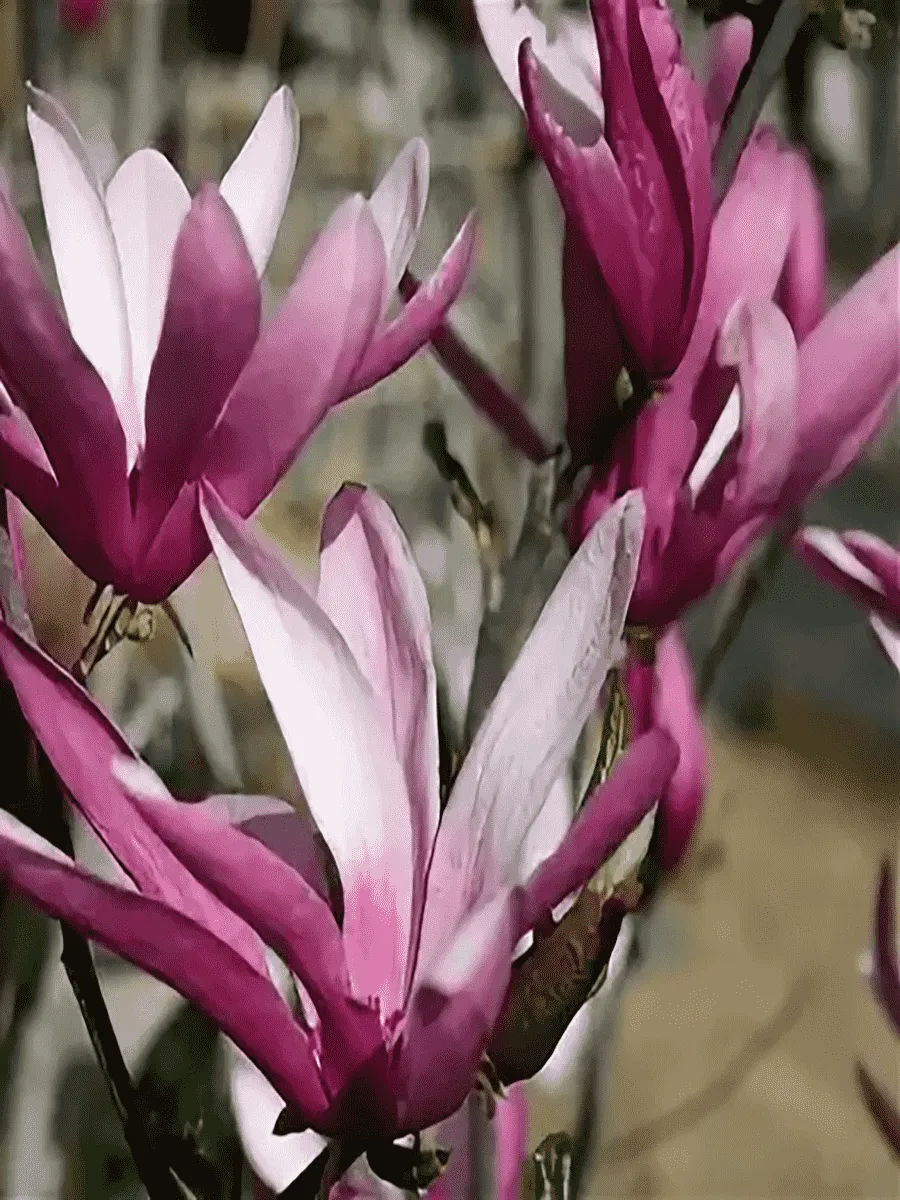 Магнолия гибридная Randy