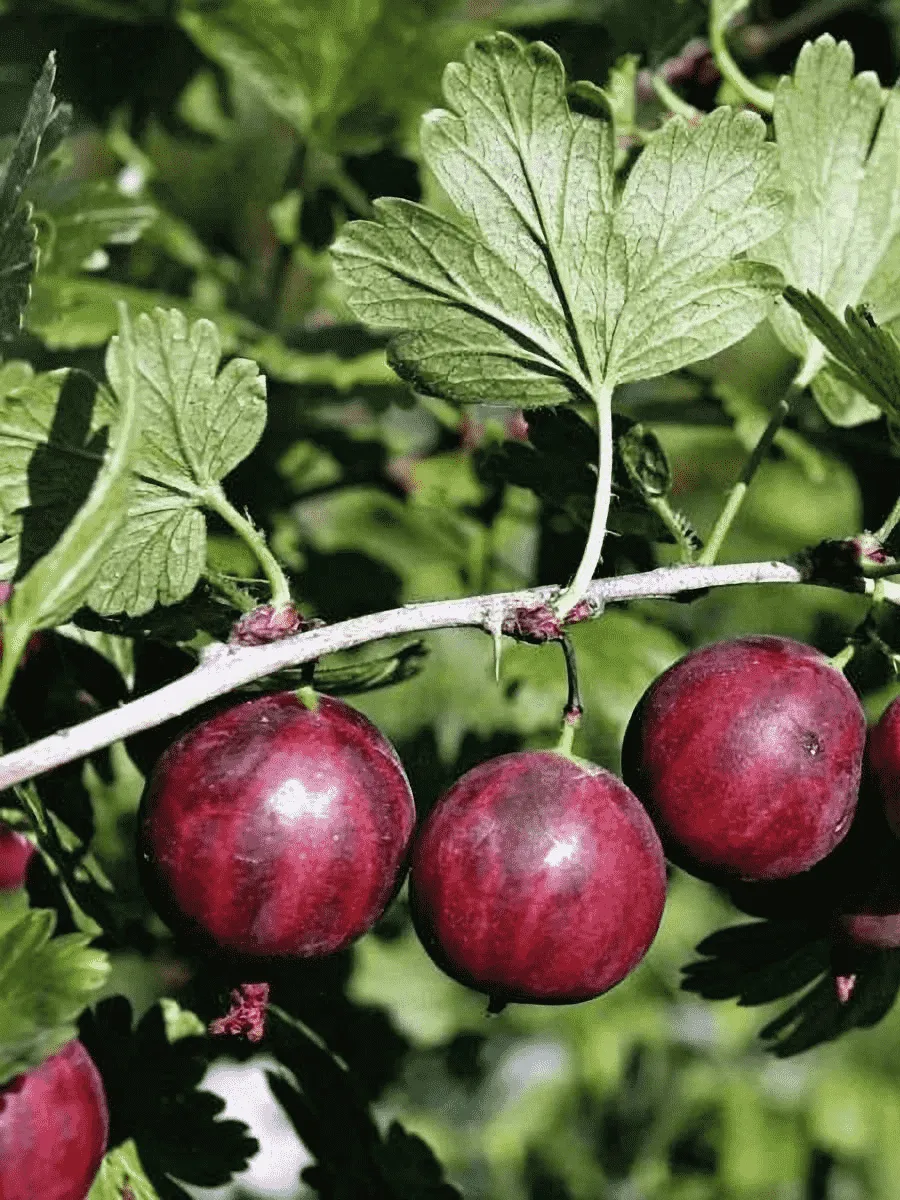 Крыжовник обыкновенный Колобок