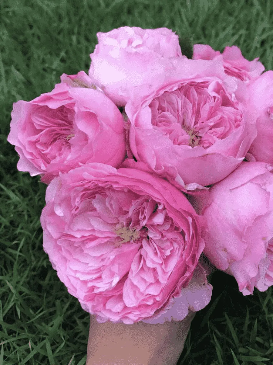 Роза Английская кустовая Carey (AUSweather)