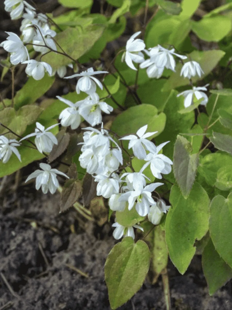 Горянка Юнга смесь