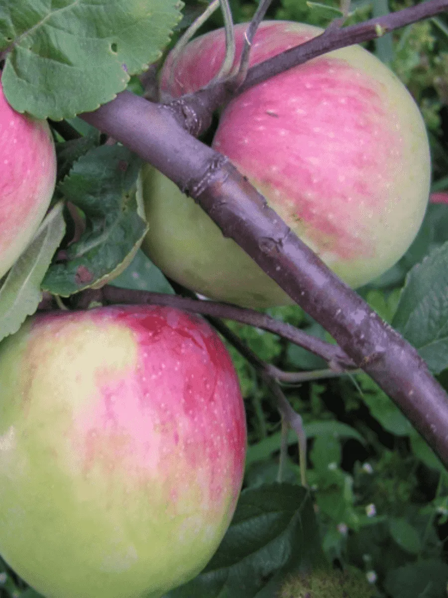 Яблоня Солнышко