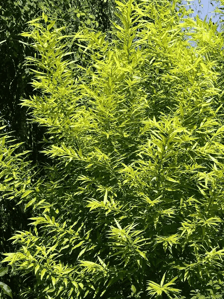 Ива сахалинская Golden Sunshine