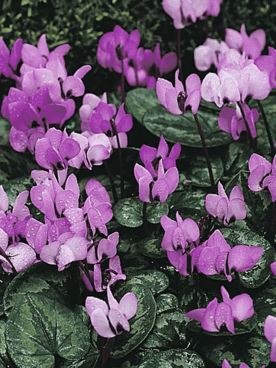 Цикламен косский Icebrake