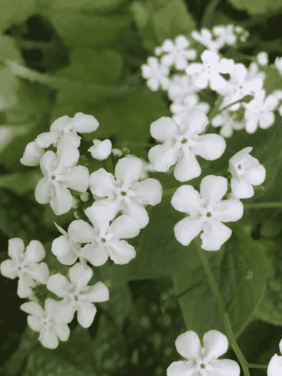 Бруннера крупнолистная Betty Bowring